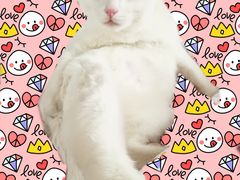 -美联众合宠物医院·爱萌分院·内外科·猫科中心