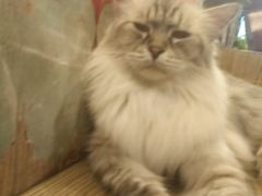 -共舞时光猫咖·狗咖(新街口店)