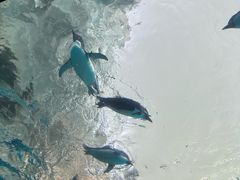-珠海长隆海洋王国