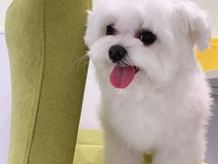 -艾吉宠物医院·疑难杂症转诊中心·猫友好(碧江路院)
