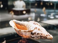 -青岛贝壳博物馆