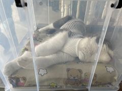 -瑞派天使宠物医院·神经外科·骨科·核磁(洛川中路店)