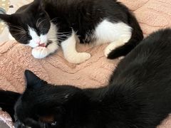 -有喵·猫咖·狗咖·30几只猫10只小狗(岗厦店)
