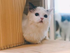 -喵五郎の猫咪酒店·专业洗护·寄养