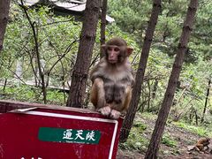 -山西通天峡景区