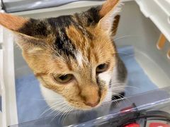 -爱侣宠医·鹦鹉专科·小型哺乳类·异宠专科(灵石路店)