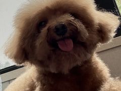 -瑞派宠物医院·犬猫全科·猫友好(宾水西道店)