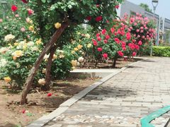 -石家庄市植物园