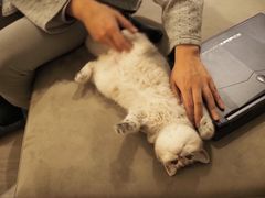 -东方名猫馆·英短金渐层布偶猫舍(环线广场1号楼店)