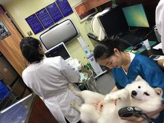 -安安宠医宠物医院·异宠·犬猫内科(岳阳分院)
