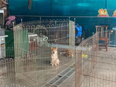 -柴犬高等学院·狗咖·柴犬售卖·宠物训练