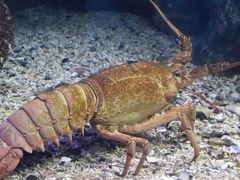 -悉尼海洋生物水族馆