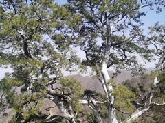 -开口笑·精选水饺