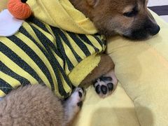 -逗柴咖啡屋·狗咖猫咖宠物桌游