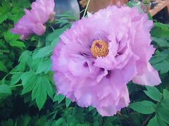 -双季花艺园艺市场(浦东店)