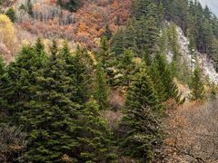 -九寨沟-树正沟