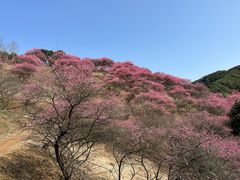 -新建村梅花