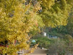 -遵化市禅林寺古银杏风景园