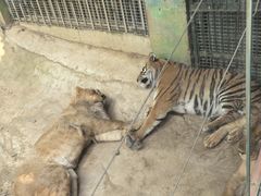 -栾川竹海野生动物园