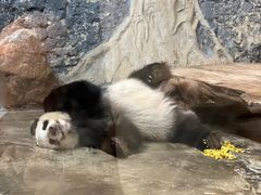 -海南热带野生动植物园