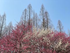 -杭州植物园
