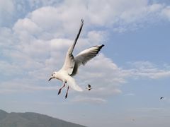 -海埂大坝