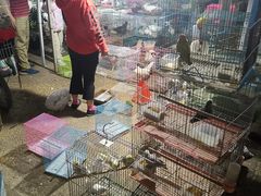-中环花鸟鱼虫市场
