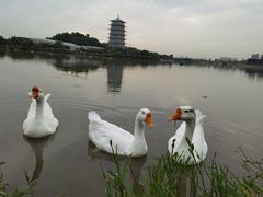 -世园罗曼小镇