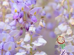 -嘉定紫藤园