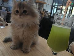 -猫咪咖啡·猫咖(万达广场店)