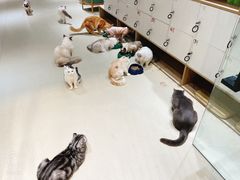 -藏猫猫咖啡主题馆(中央大道店)