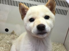 -札幌电视塔