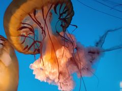 -太平洋海底世界