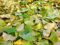 -长白岛森林公园