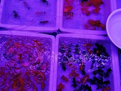 -中环花鸟鱼虫市场