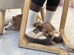 -柴犬小屋·柴餐厅·狗咖食堂(金鼎广场店)