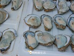 -大湾区中央湿地公园-十九涌
