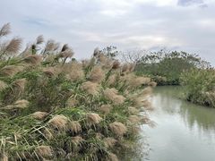 -大湾区中央湿地公园