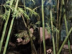 -吉林省自然博物馆
