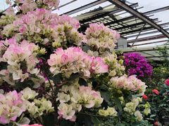 -金科花卉市场