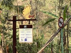 -西双版纳原始森林公园