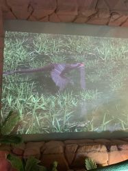 -恐龙探索乐园(磁器口店)