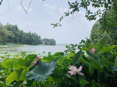 -东湖落雁景区