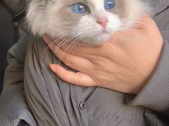 -瑞派福兴宠物医院犬猫全科·骨科·中西医结合(河东店)