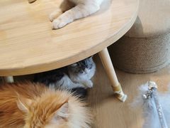 -猫腻·猫咖·撸猫馆(星光大道店)