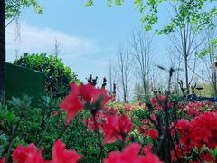 -枫林花海