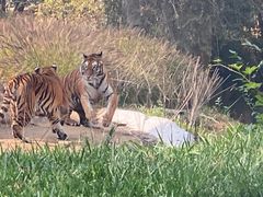 -北京野生动物园
