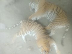 -栾川竹海野生动物园