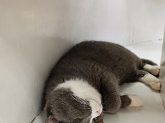 -COLOR PETS 撸猫馆·购猫·猫咖(长风大悦城店)