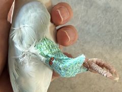 -瑞派·关忠动物医院·异宠专科·犬猫肿瘤·皮肤专科(望京店)